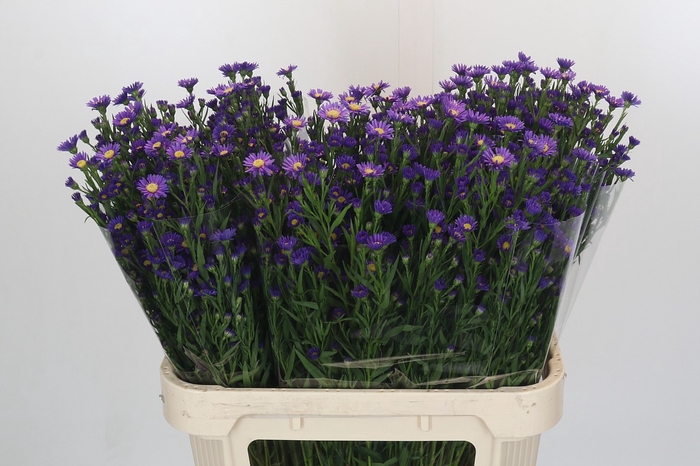 <h4>Aster Casamare</h4>