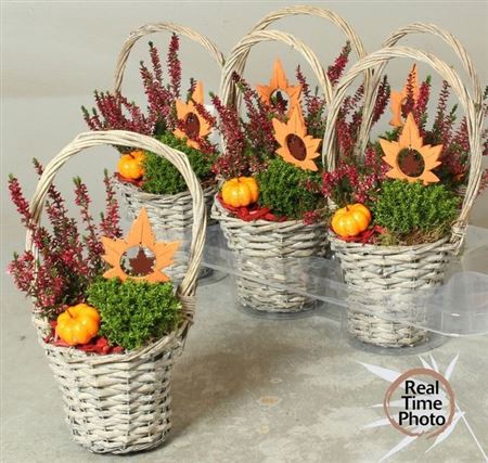 arr8 Arr Tuinplanten In Wilgen Mand