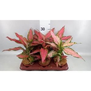 Aglaonema KB   ...