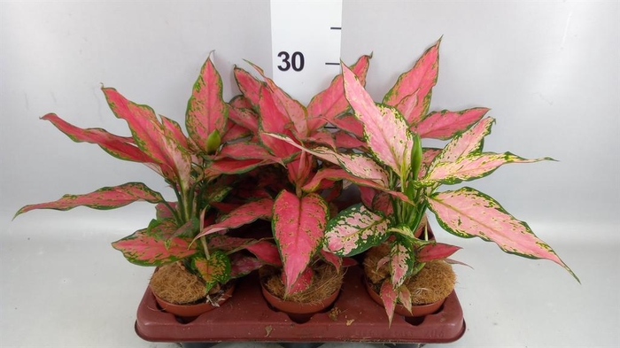 <h4>Aglaonema KB   ...</h4>