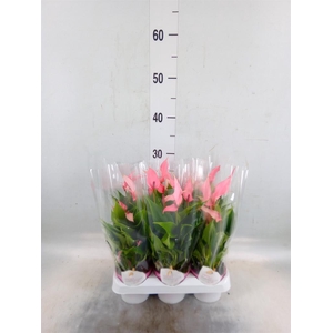 Anthurium andr. 'Lilli'