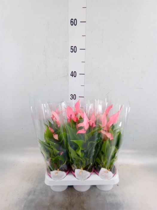 <h4>Anthurium andr. 'Lilli'</h4>