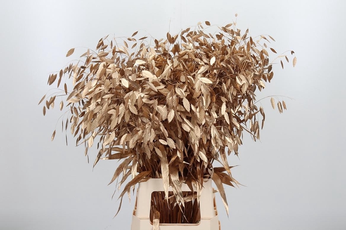 <h4>Chasmantium Kl Bh Antiek Goud</h4>