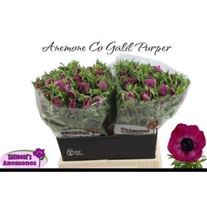 Anem Co Galil Purper