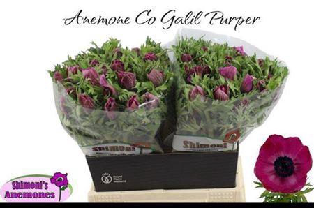 <h4>Anem Co Galil Purper</h4>