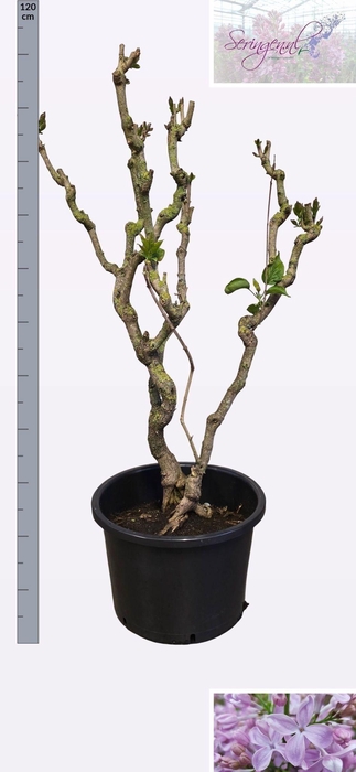 <h4>SYRI V HUGO KOSTER</h4>