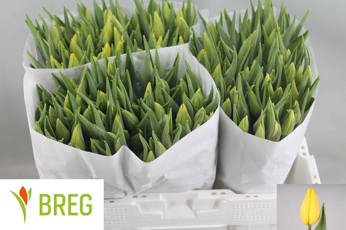 <h4>TU EN STRONG GOLD</h4>