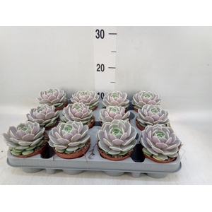 Echeveria   ...