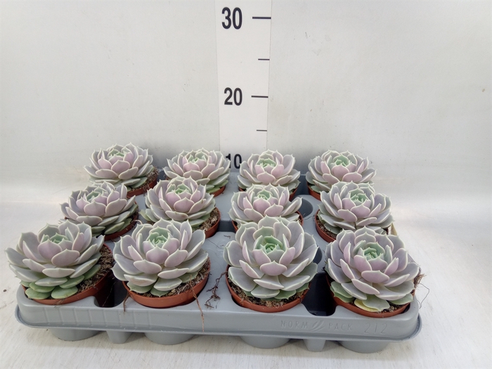 <h4>Echeveria   ...</h4>