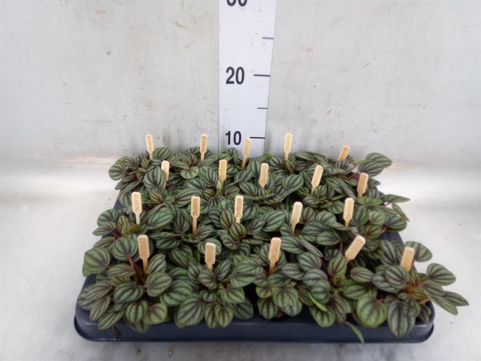 <h4>Peperomia albov. 'Piccolo Banda'</h4>