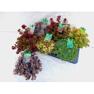 SEDUM GEM