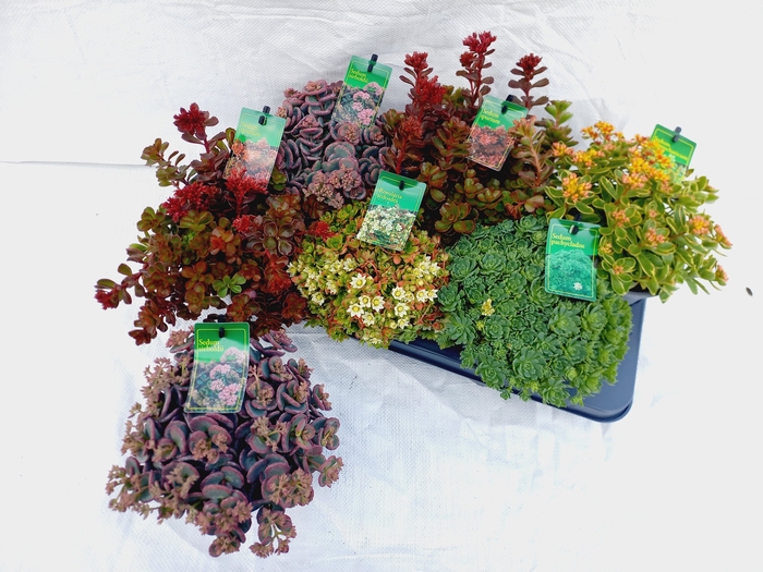<h4>SEDUM GEM</h4>
