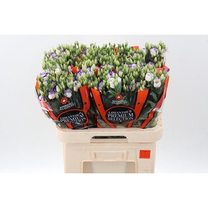 Eus G Rosi Blue Pico