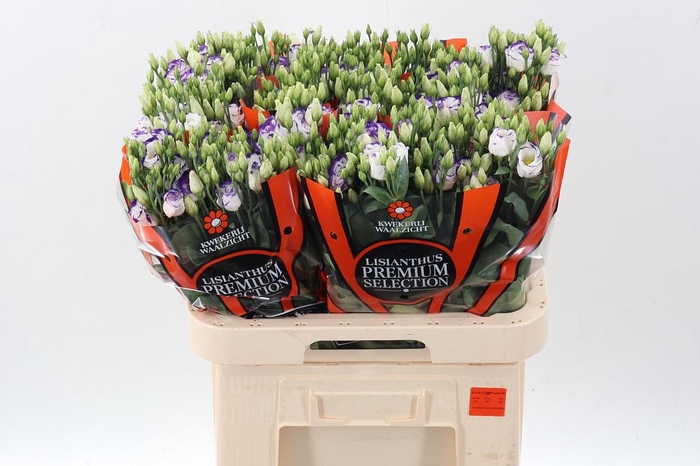 <h4>Eus G Rosi Blue Pico</h4>