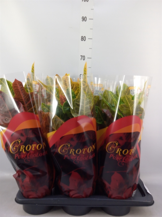 <h4>Codiaeum var. GR 'Excellent'</h4>