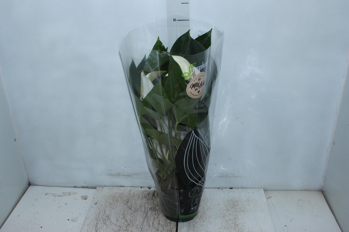<h4>ANTHURIUM WHITE WINNER P17</h4>
