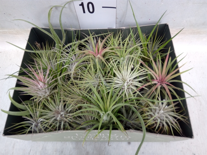 <h4>Tillandsia</h4>