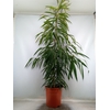 Ficus binn. 'Alii'