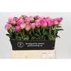 Paeonia Glory Hallelujah