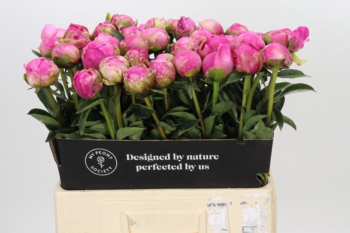 <h4>Paeonia Glory Hallelujah</h4>