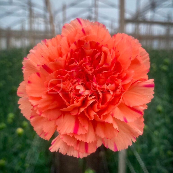 <h4>DI ST ORANGE LION KING</h4>