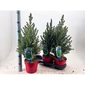 PICEA GL DECEMBER