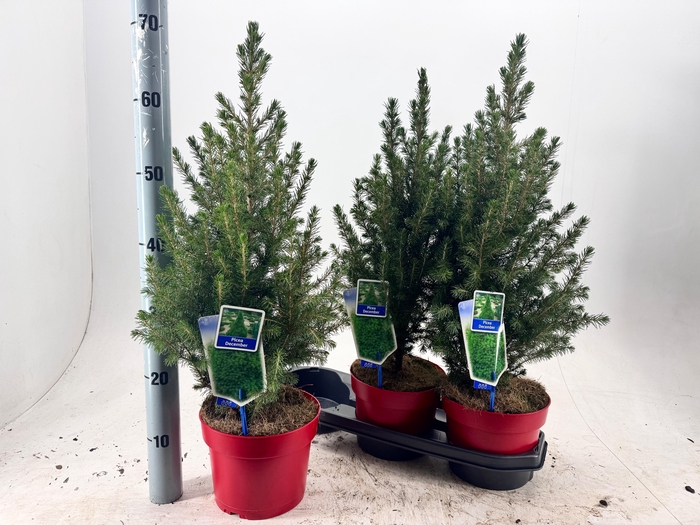 <h4>PICEA GL DECEMBER</h4>