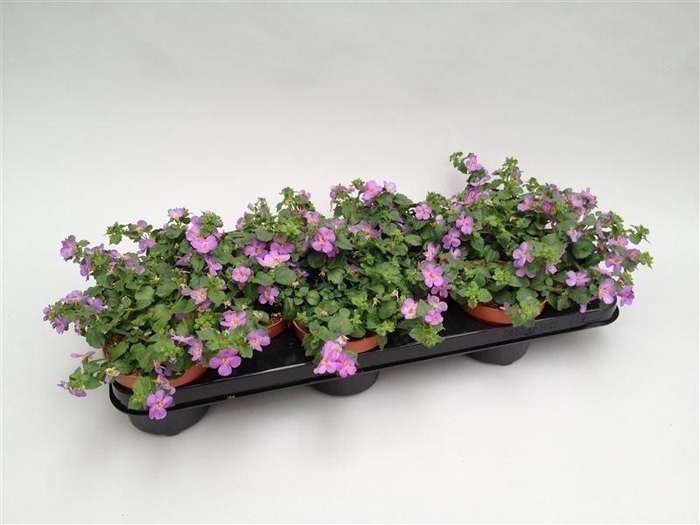 <h4>Bacopa Sutera Blue Showers</h4>