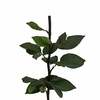 30cm Green Stem Without Head