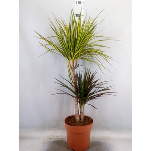 Dracaena   ...mix