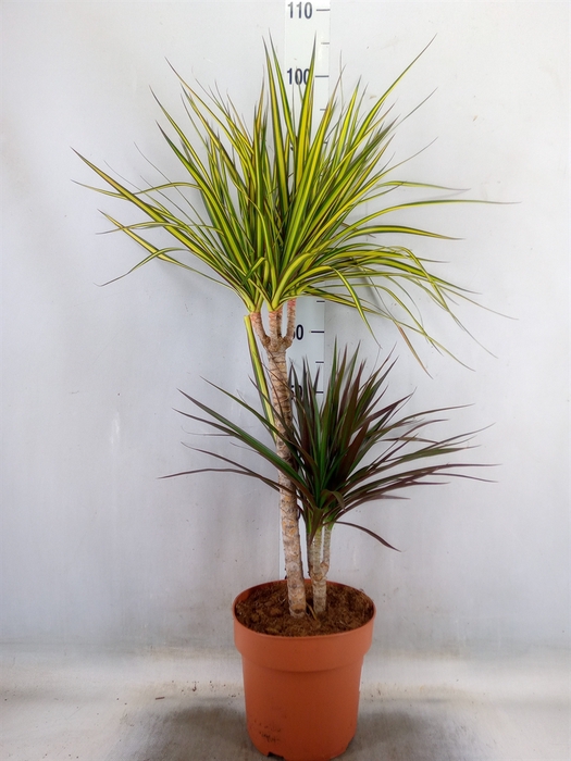 <h4>Dracaena   ...mix</h4>