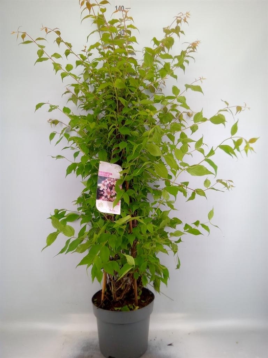 <h4>Kolkwitzia amabilis   ...</h4>