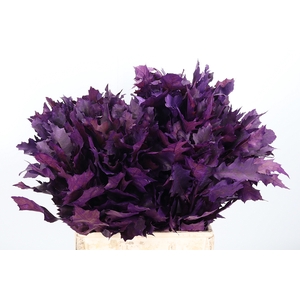 Quercus Kl Bh Lila