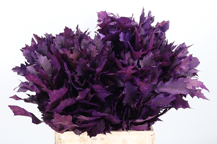 <h4>Quercus Kl Bh Lila</h4>