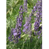 Lavandula overig