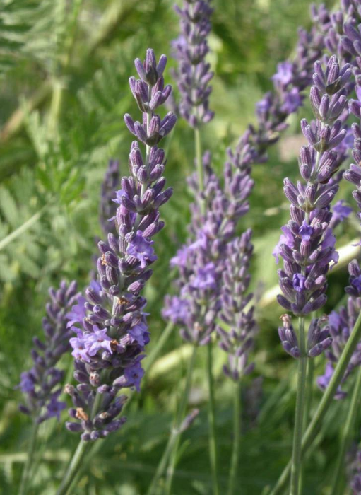Lavandula overig