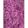 GYPS GEFAE 20gr SOFT PINK
