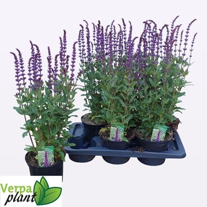 SALVIA NEMOROSA