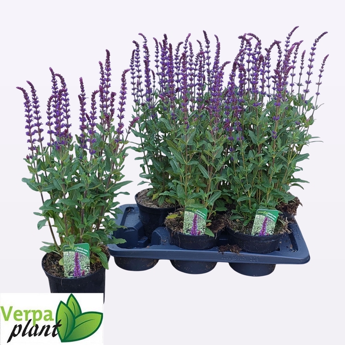 <h4>SALVIA NEMOROSA</h4>