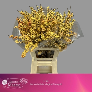 Ilex verticillata cresgold