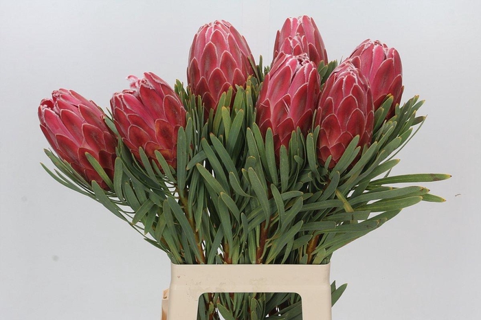 <h4>Protea Venus</h4>