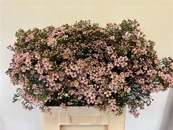 <h4>CHAME UN JUPITER SOL</h4>