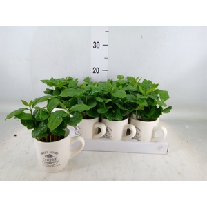 Coffea arabica