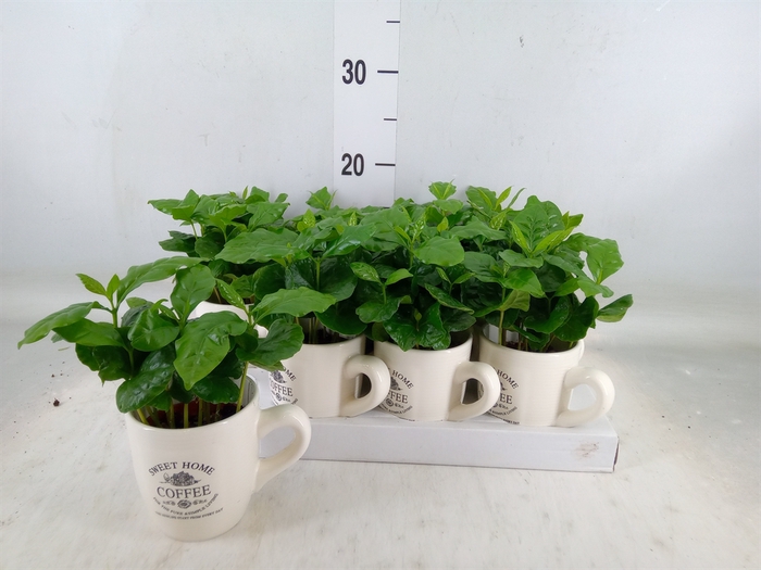 <h4>Coffea arabica</h4>
