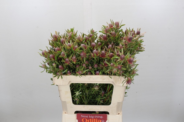 <h4>Leucadendron Ayoba Star Pearl</h4>