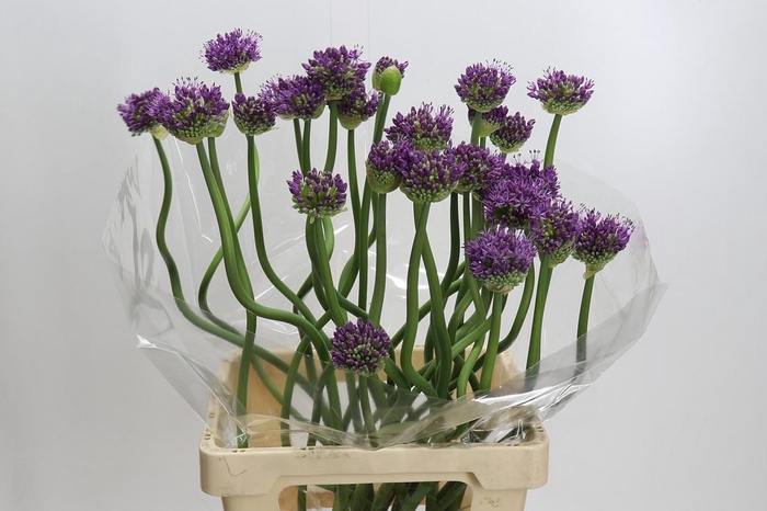 <h4>Allium Gladiator</h4>