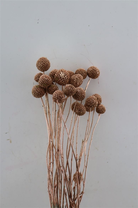 <h4>Dried Craspedia Copper Bunch Slv</h4>