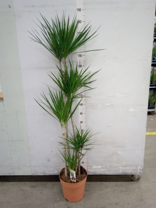 <h4>Dracaena marg.</h4>