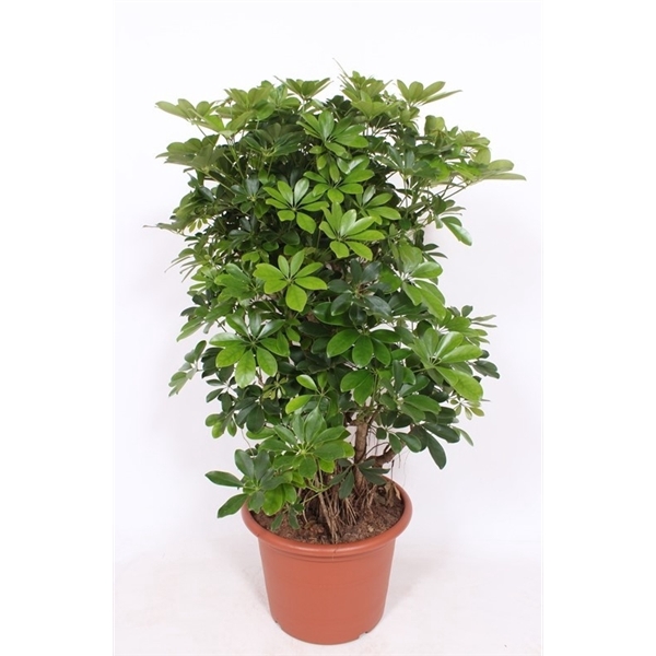 <h4>Schefflera arboricola 'Compacta'</h4>