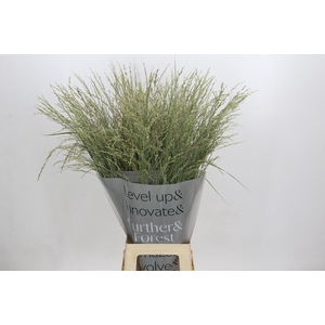 Panicum Dewey Blue